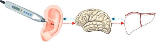 Ear Brain Organ Diagram in Auriculotherapy or Electro-Acupuncture Therapy